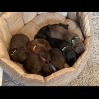 Chocolate Labradors - Both