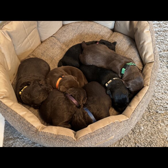 Chocolate Labradors - Both