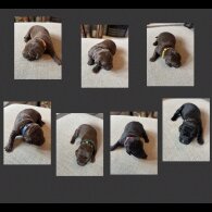 Chocolate Labradors - Both