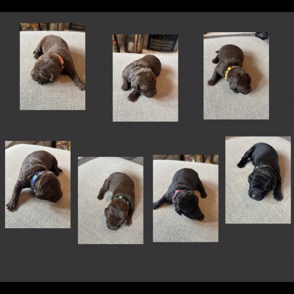 Chocolate Labradors - Both