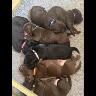Chocolate Labradors - Both