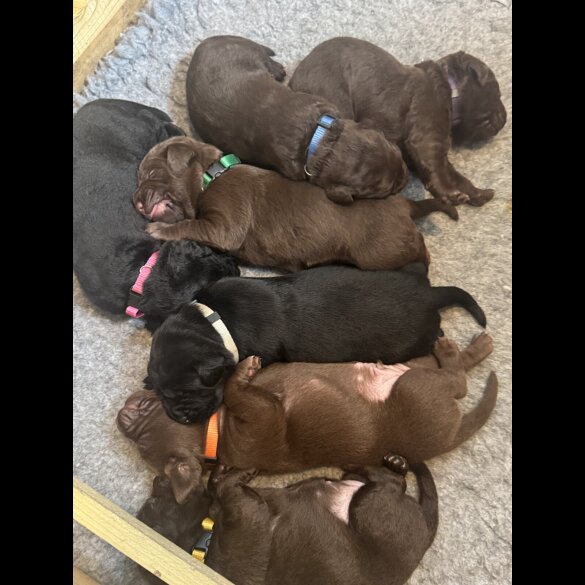 Chocolate Labradors - Both