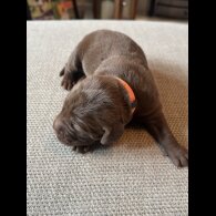 Chocolate Labradors - Both