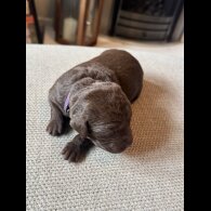 Chocolate Labradors - Both