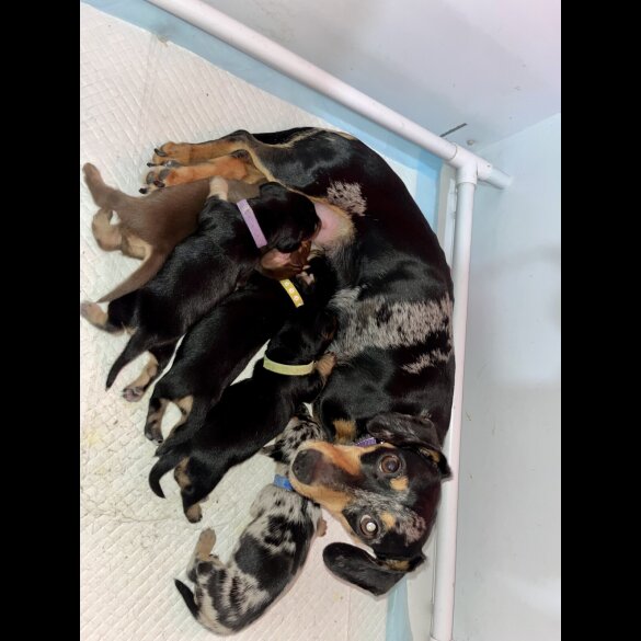 Dachshund (Standard &amp; Miniature) - Both