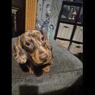 Dachshund (Standard &amp; Miniature) - Both