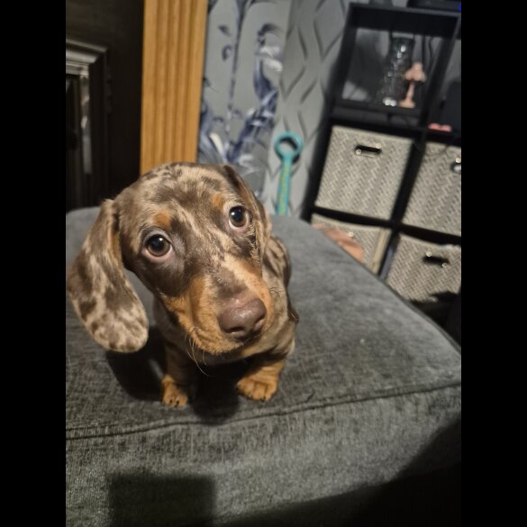 Dachshund (Standard &amp; Miniature) - Both