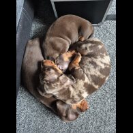 Dachshund (Standard &amp; Miniature) - Both