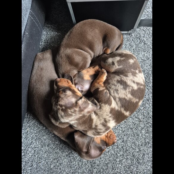 Dachshund (Standard &amp; Miniature) - Both
