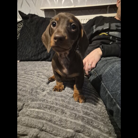 Dachshund (Standard &amp; Miniature) - Both