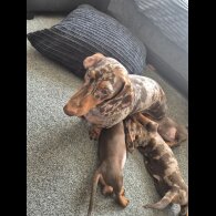 Dachshund (Standard &amp; Miniature) - Both