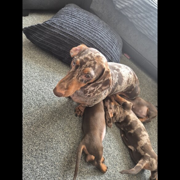 Dachshund (Standard &amp; Miniature) - Both