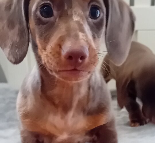 Dachshund (Standard &amp; Miniature)