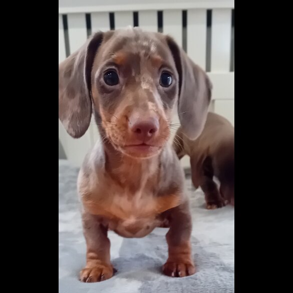 Dachshund (Standard &amp; Miniature) - Dogs