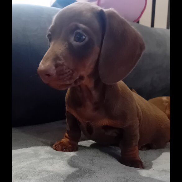 Dachshund (Standard &amp; Miniature) - Dogs