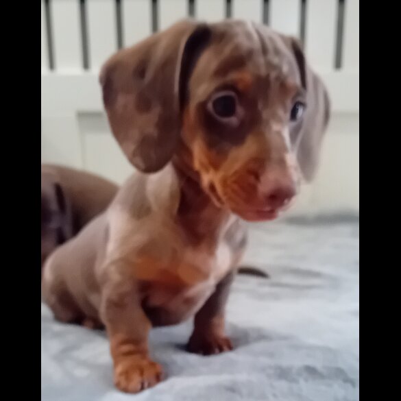 Dachshund (Standard &amp; Miniature) - Dogs