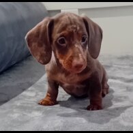 Dachshund (Standard &amp; Miniature) - Dogs