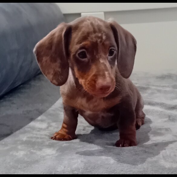 Dachshund (Standard &amp; Miniature) - Dogs