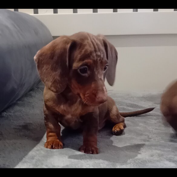 Dachshund (Standard &amp; Miniature) - Dogs