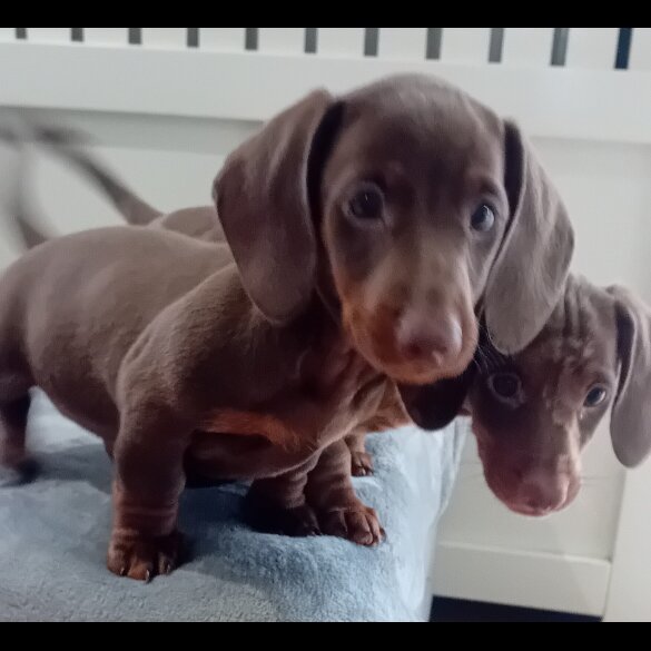 Dachshund (Standard &amp; Miniature) - Dogs