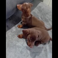 Dachshund (Standard &amp; Miniature) - Dogs