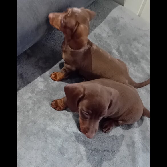 Dachshund (Standard &amp; Miniature) - Dogs