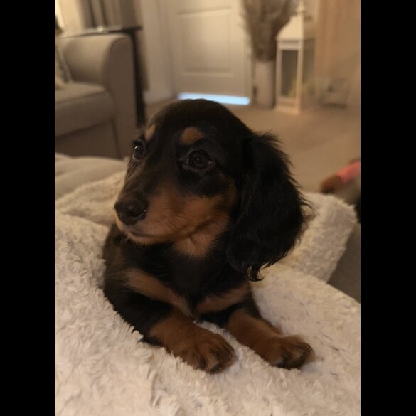 Dachshund (Standard &amp; Miniature) - Bitches
