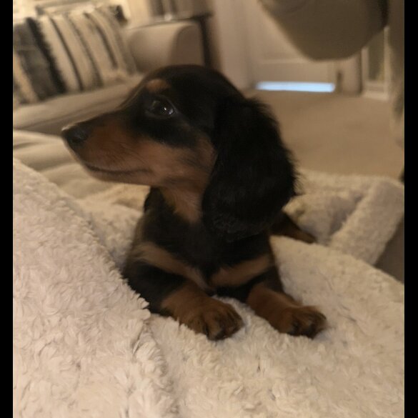 Dachshund (Standard &amp; Miniature) - Bitches