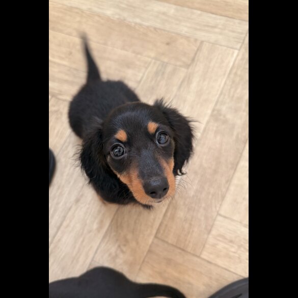 Dachshund (Standard &amp; Miniature) - Bitches
