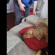 Dachshund (Standard &amp; Miniature) - Bitches