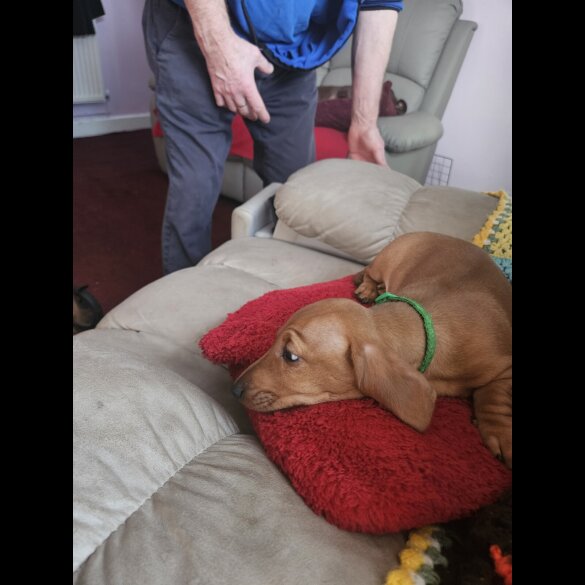 Dachshund (Standard &amp; Miniature) - Bitches