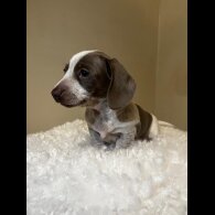 Dachshund (Standard &amp; Miniature) - Both