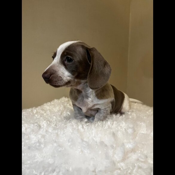 Dachshund (Standard &amp; Miniature) - Both