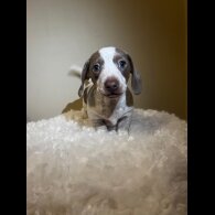 Dachshund (Standard &amp; Miniature) - Both