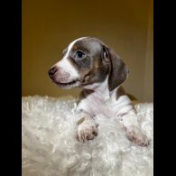 Dachshund (Standard &amp; Miniature) - Both