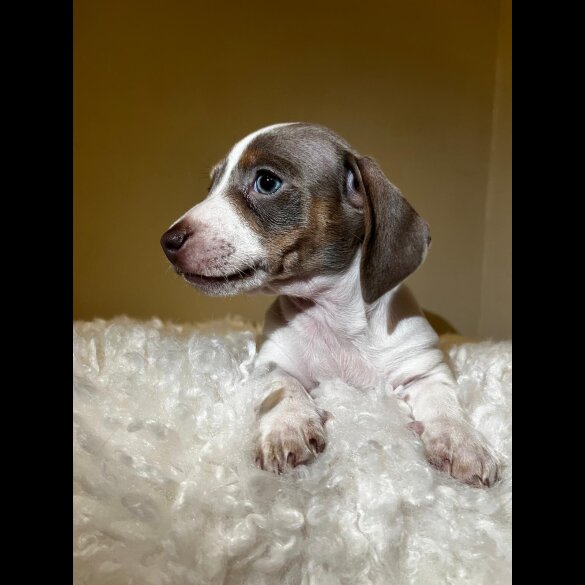 Dachshund (Standard &amp; Miniature) - Both