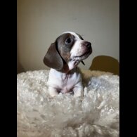 Dachshund (Standard &amp; Miniature) - Both