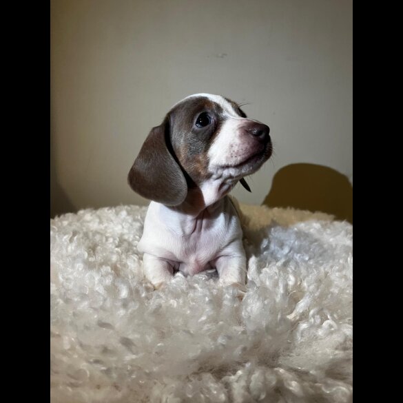 Dachshund (Standard &amp; Miniature) - Both