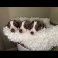 Dachshund (Standard &amp; Miniature) - Both