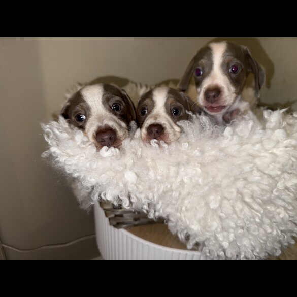 Dachshund (Standard &amp; Miniature) - Both