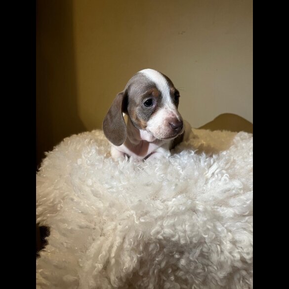 Dachshund (Standard &amp; Miniature) - Both