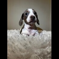 Dachshund (Standard &amp; Miniature) - Both