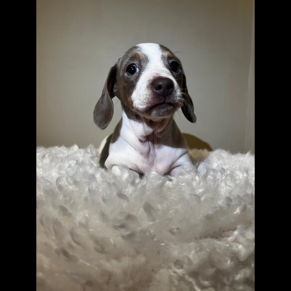 Dachshund (Standard &amp; Miniature) - Both