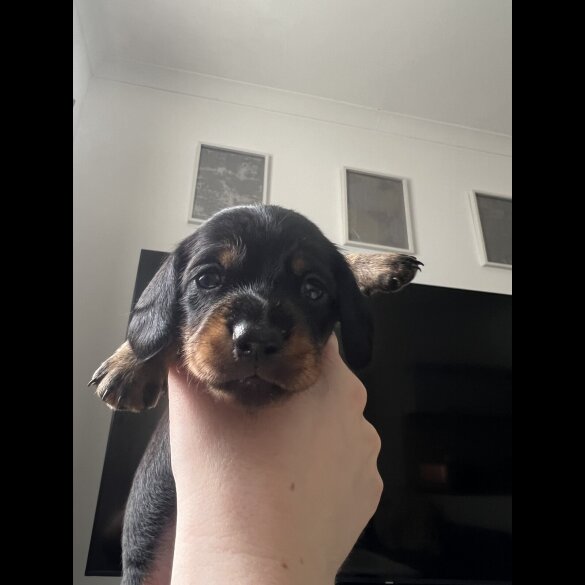 Dachshund (Standard &amp; Miniature) - Both
