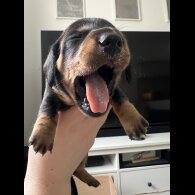 Dachshund (Standard &amp; Miniature) - Both