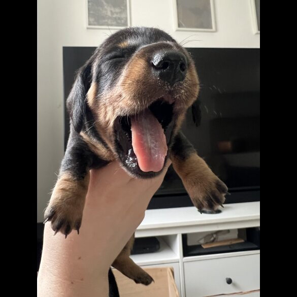Dachshund (Standard &amp; Miniature) - Both