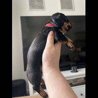 Dachshund (Standard &amp; Miniature) - Both
