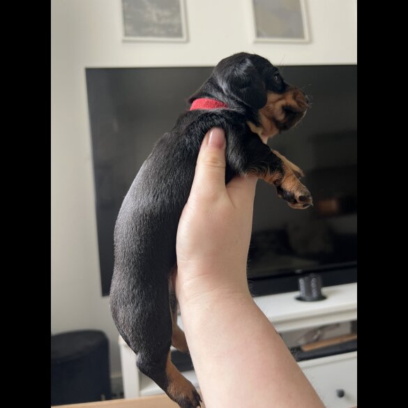 Dachshund (Standard &amp; Miniature) - Both