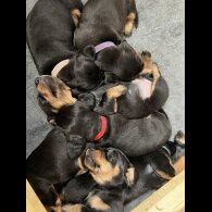 Dachshund (Standard &amp; Miniature) - Both