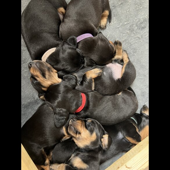 Dachshund (Standard &amp; Miniature) - Both